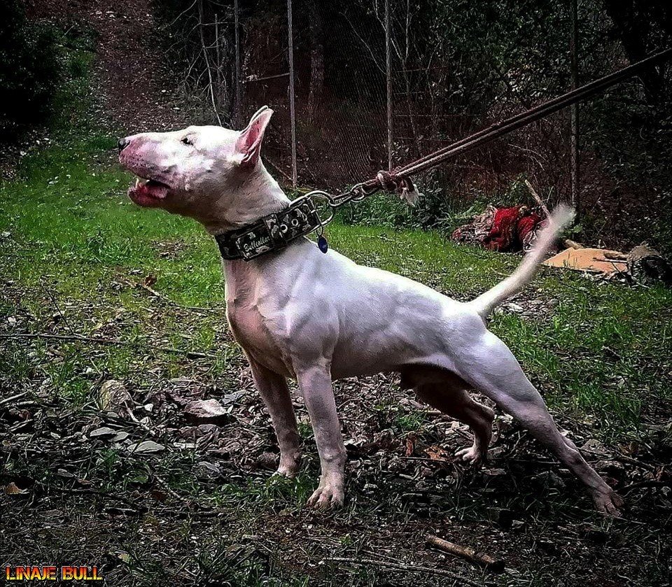 Anatomia Basica Canina