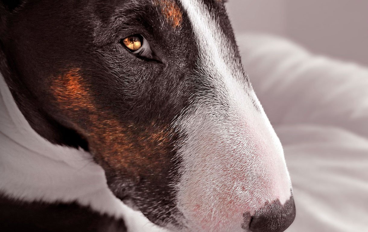 Canofilia para todos