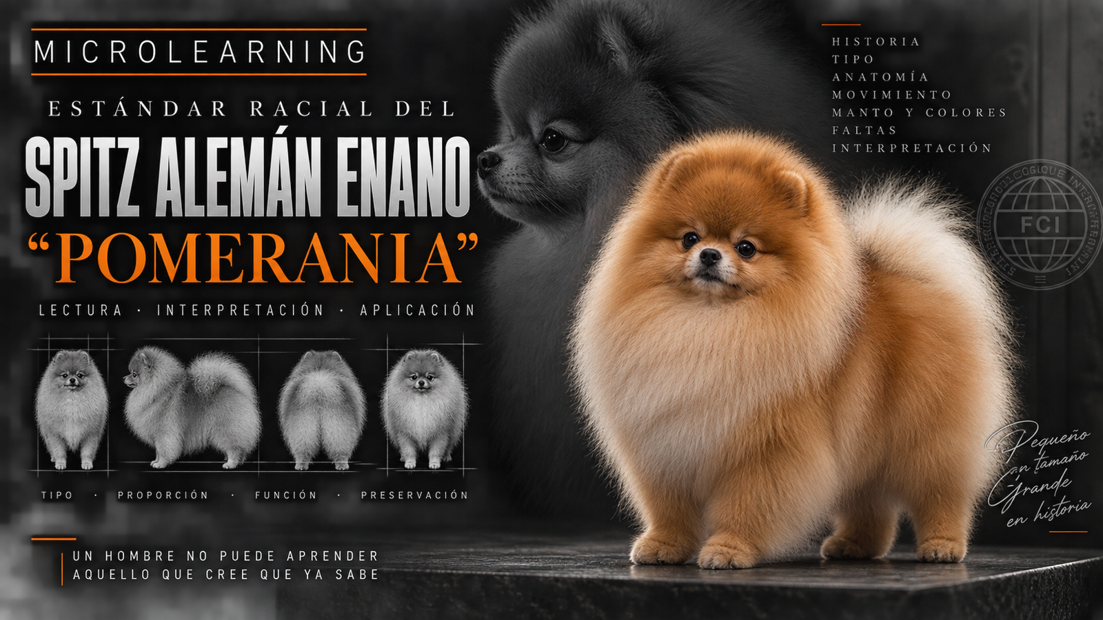 MICROLEARNING: ESTANDAR RACIAL SPITZ ALEMAN POMERIANIA
